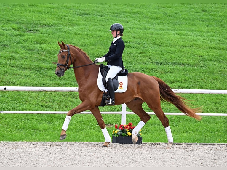 Cheval de sport allemand Hongre 4 Ans 172 cm Alezan brûlé in Gomadingen