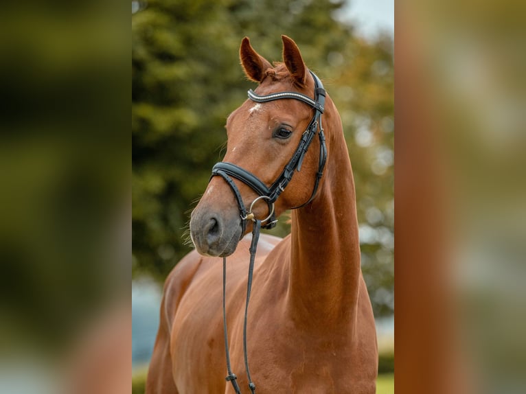 Cheval de sport allemand Hongre 4 Ans 172 cm Alezan brûlé in Gomadingen