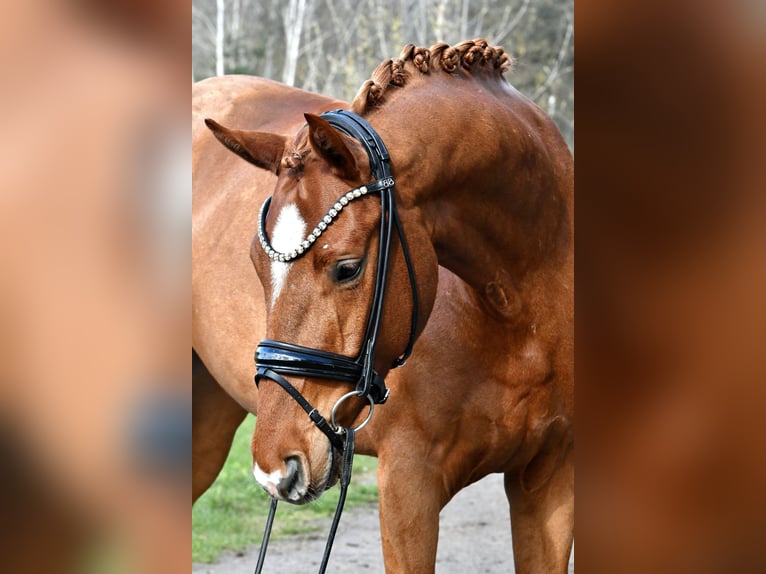 Cheval de sport allemand Hongre 4 Ans 172 cm Alezan in Kamern