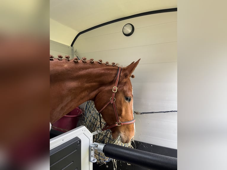 Cheval de sport allemand Hongre 4 Ans 172 cm Alezan in Neustadt (Dosse)