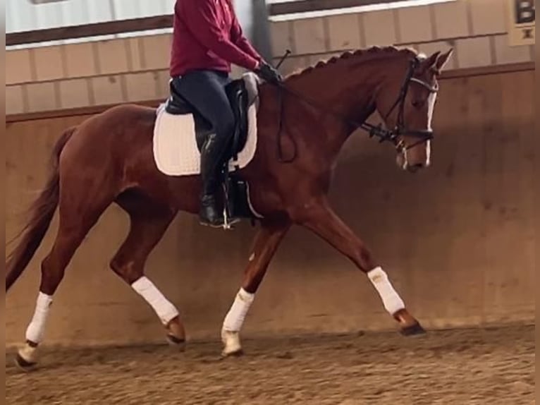 Cheval de sport allemand Hongre 4 Ans 172 cm Alezan in Neustadt (Dosse)