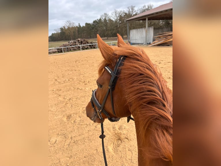 Cheval de sport allemand Hongre 4 Ans 172 cm Alezan in Neustadt (Dosse)