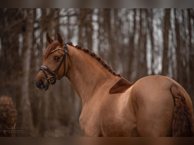 Cheval de sport allemand Hongre 4 Ans 172 cm Alezan in Wehringen