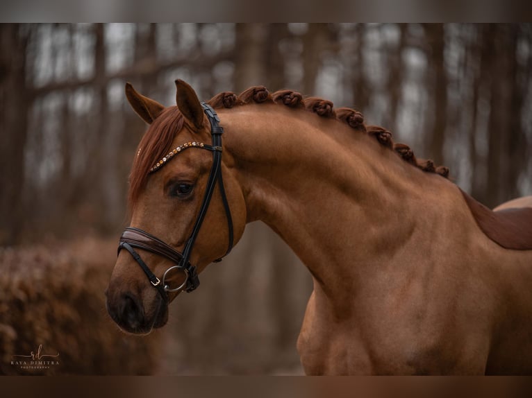 Cheval de sport allemand Hongre 4 Ans 172 cm Alezan in Wehringen