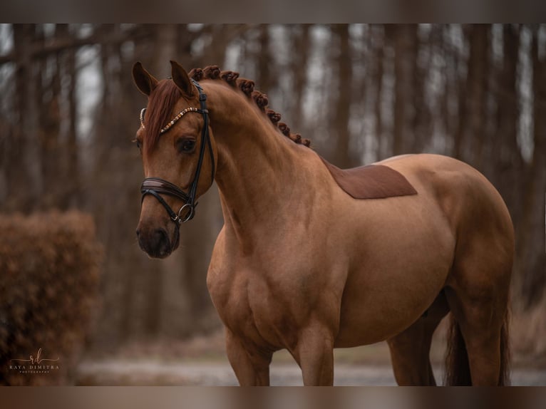 Cheval de sport allemand Hongre 4 Ans 172 cm Alezan in Wehringen