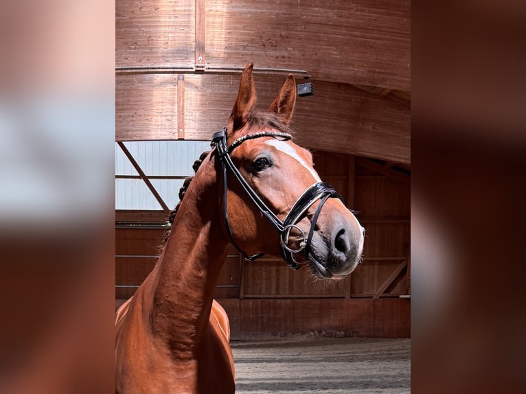 Cheval de sport allemand Hongre 4 Ans 172 cm Alezan in StarnbergStarnberg