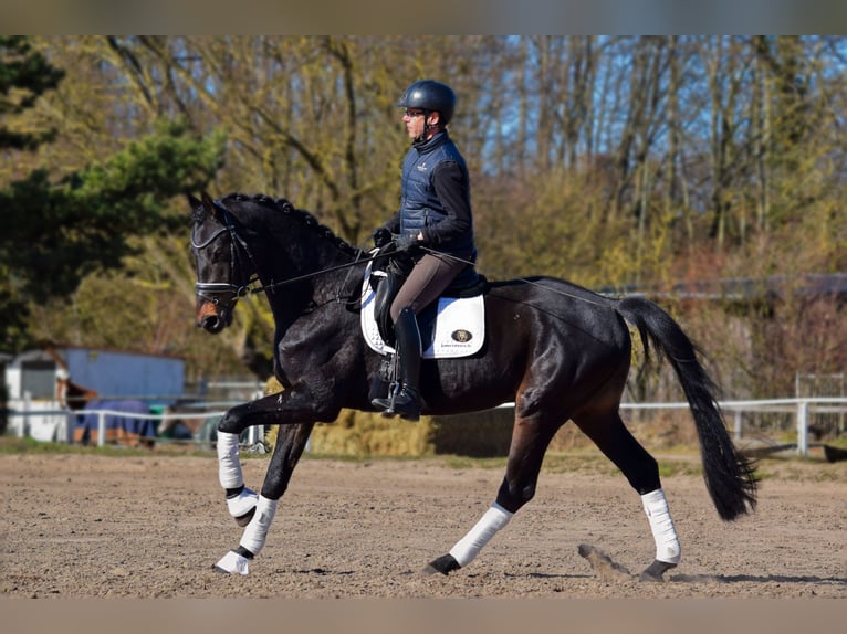 Cheval de sport allemand Hongre 4 Ans 172 cm Bai brun in Stolpe
