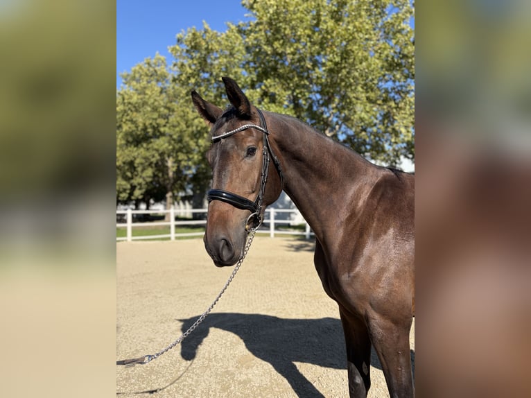 Cheval de sport allemand Hongre 4 Ans 172 cm Bai brun in Ebreichsdorf
