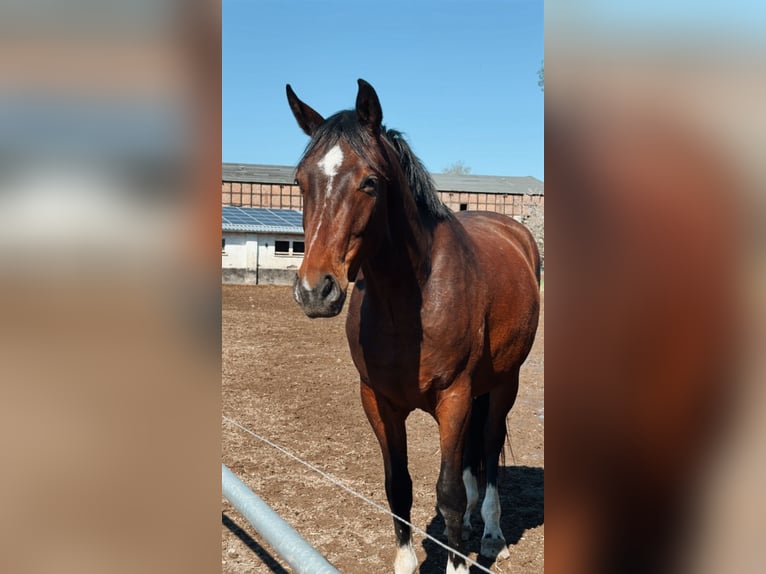 Cheval de sport allemand Hongre 4 Ans 172 cm Bai brun in Aschersleben