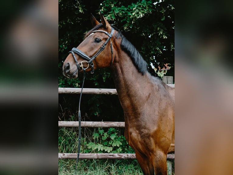 Cheval de sport allemand Hongre 4 Ans 172 cm Bai brun in Porta Westfalica