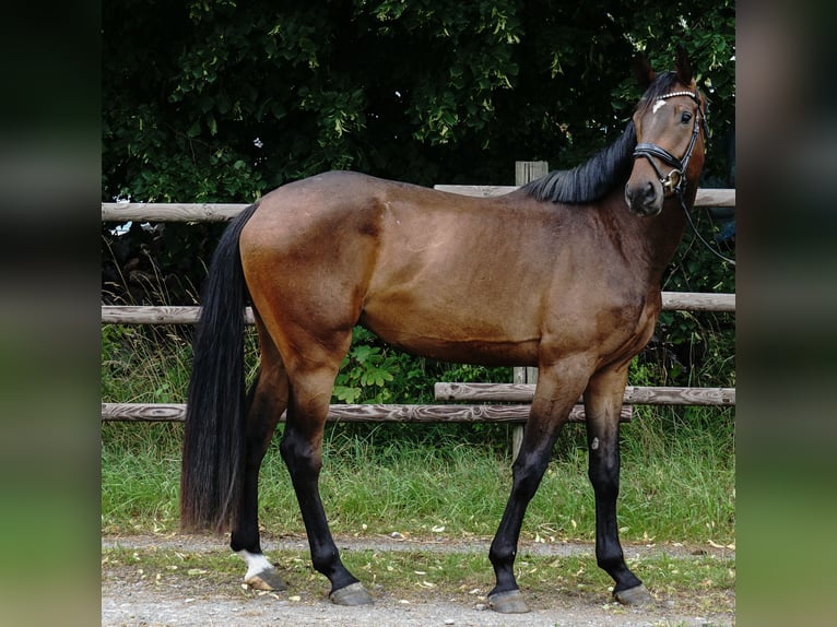 Cheval de sport allemand Hongre 4 Ans 172 cm Bai brun in Porta Westfalica
