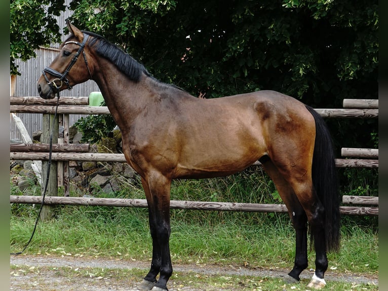 Cheval de sport allemand Hongre 4 Ans 172 cm Bai brun in Porta Westfalica