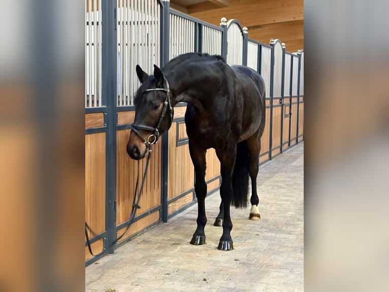 Cheval de sport allemand Hongre 4 Ans 172 cm Bai brun foncé in Aalen
