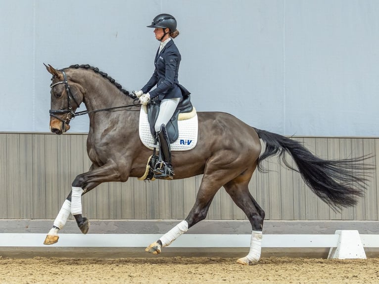 Cheval de sport allemand Hongre 4 Ans 172 cm Bai brun foncé in Mnster-Handorf