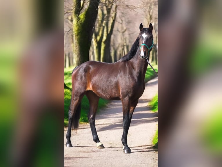 Cheval de sport allemand Hongre 4 Ans 172 cm Bai in Warendorf