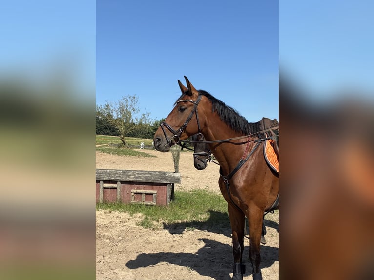 Cheval de sport allemand Hongre 4 Ans 172 cm Bai in Schwarzenbek