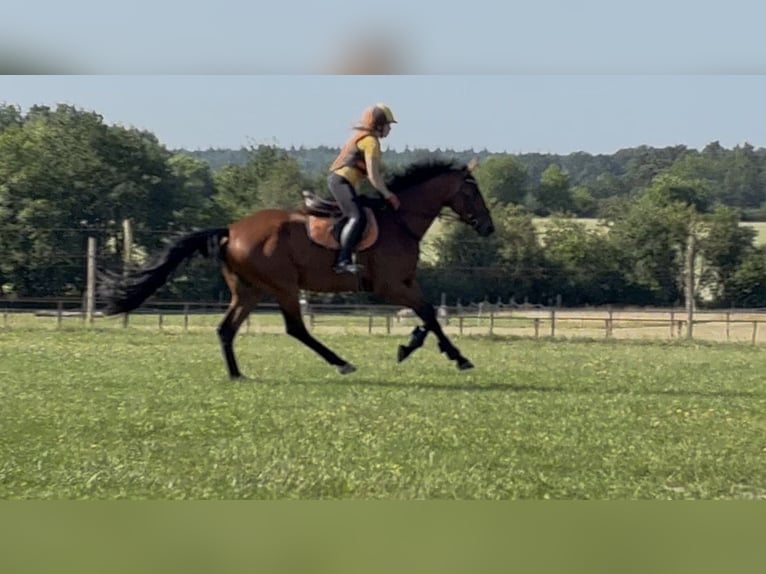 Cheval de sport allemand Hongre 4 Ans 172 cm Bai in Schwarzenbek