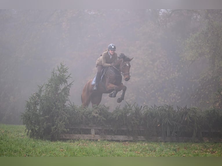 Cheval de sport allemand Hongre 4 Ans 172 cm Bai in Aulendorf