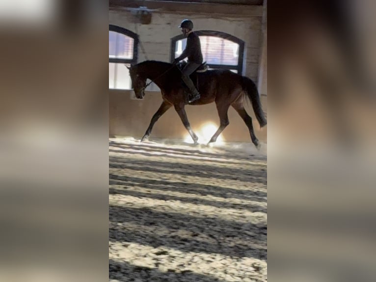 Cheval de sport allemand Hongre 4 Ans 172 cm Bai in Seedorf