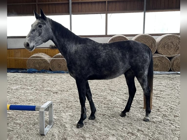 Cheval de sport allemand Hongre 4 Ans 172 cm Gris pommelé in Wolfsburg