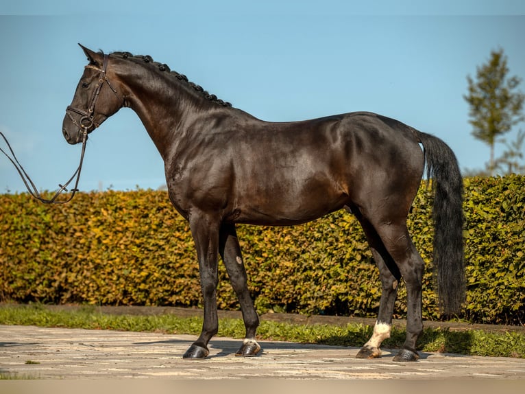 Cheval de sport allemand Hongre 4 Ans 172 cm Noir in Gomadingen