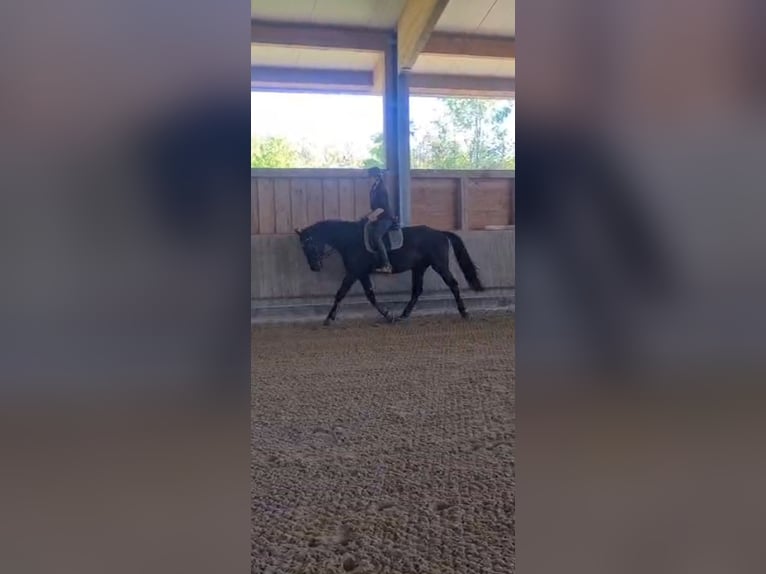 Cheval de sport allemand Hongre 4 Ans 172 cm Noir in Bodman Ludwigshafen