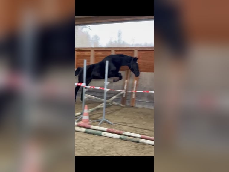 Cheval de sport allemand Hongre 4 Ans 172 cm Noir in Bodman Ludwigshafen