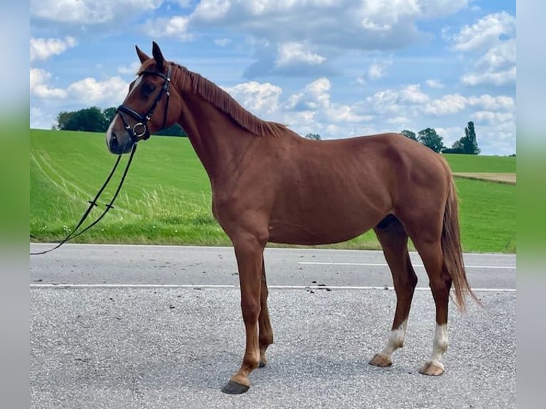 Cheval de sport allemand Hongre 4 Ans 173 cm Alezan in Drackenstein