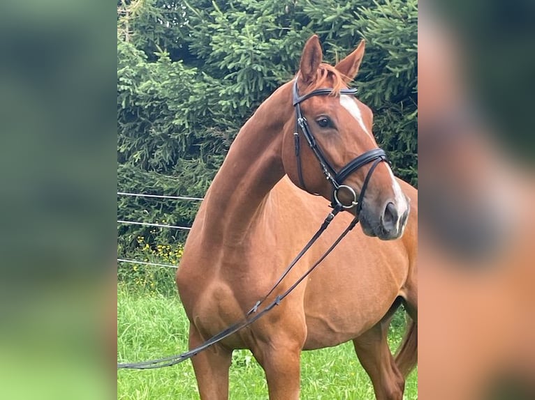 Cheval de sport allemand Hongre 4 Ans 173 cm Alezan in Drackenstein