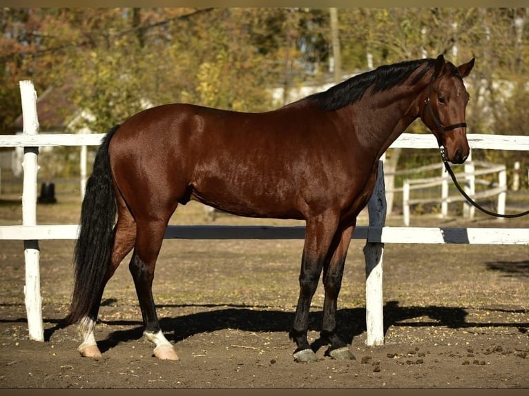 Cheval de sport allemand Hongre 4 Ans 173 cm Bai in Békéscsaba