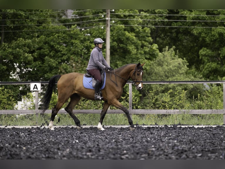 Cheval de sport allemand Hongre 4 Ans 173 cm in Kirchberg