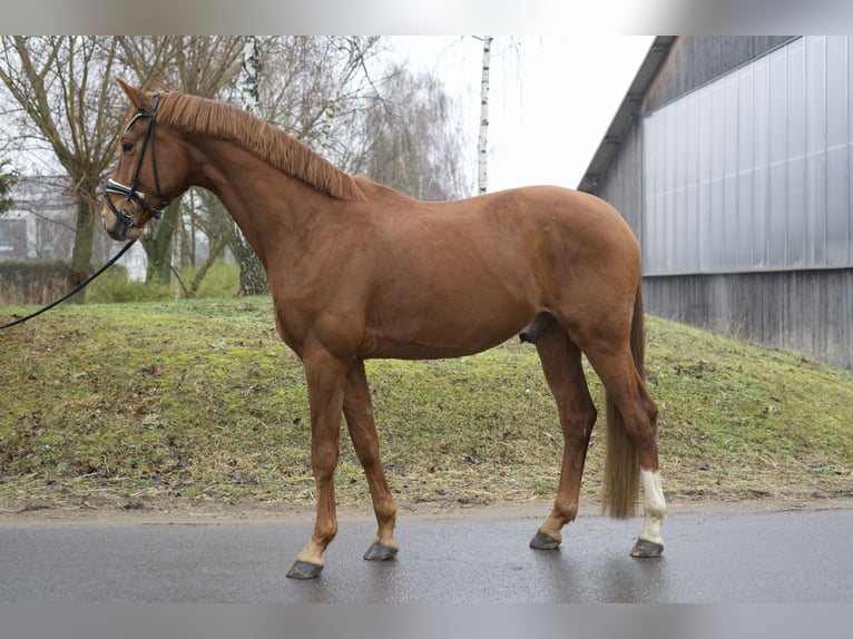 Cheval de sport allemand Hongre 4 Ans 174 cm Alezan in Phöben