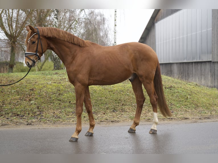 Cheval de sport allemand Hongre 4 Ans 174 cm Alezan in Phöben