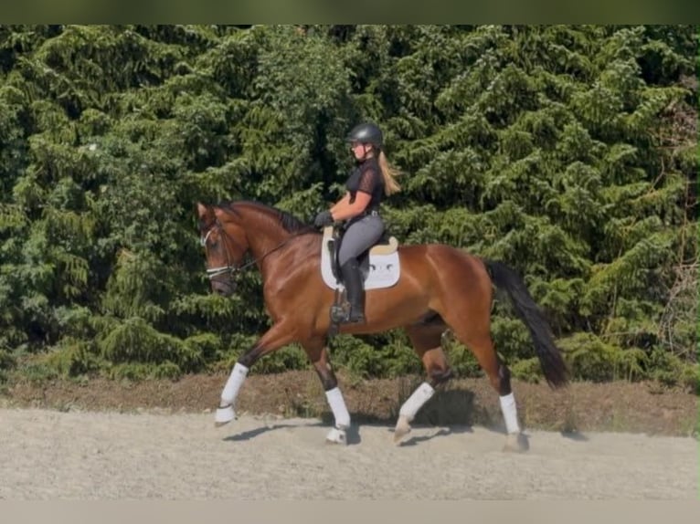 Cheval de sport allemand Hongre 4 Ans 174 cm Bai in Drackenstein