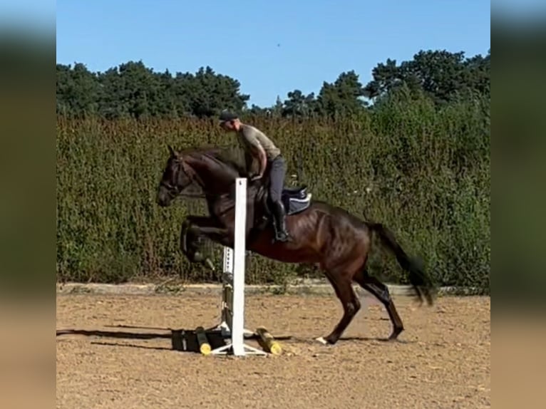 Cheval de sport allemand Hongre 4 Ans 174 cm Bai in Michaelisbruch