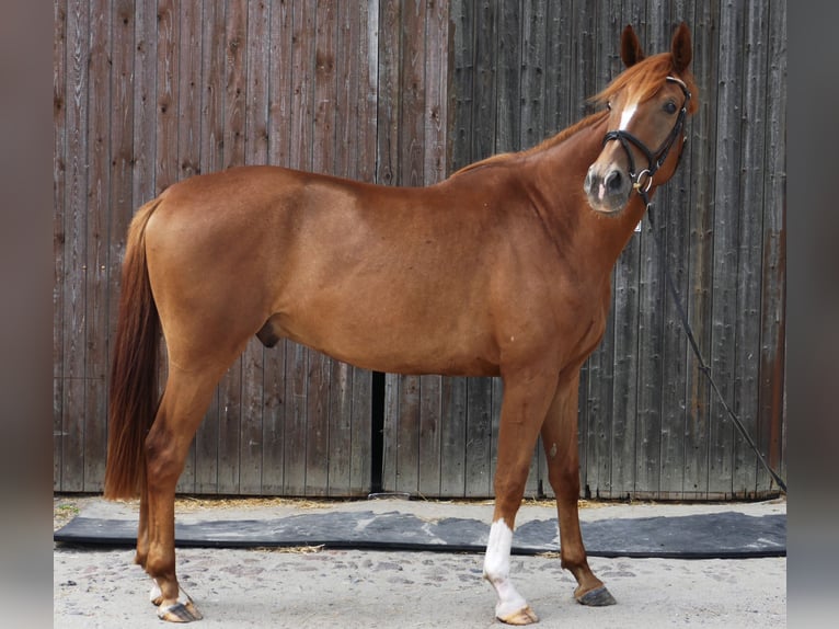 Cheval de sport allemand Hongre 4 Ans 175 cm Alezan in Landsberg