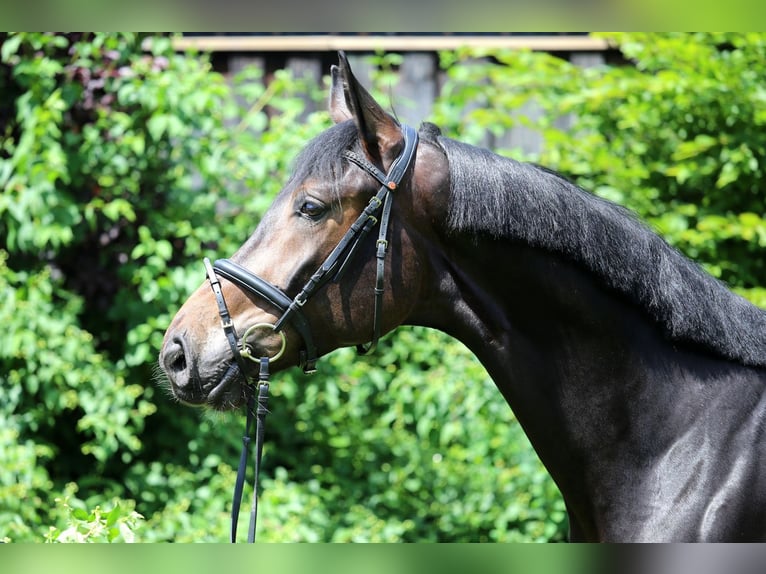 Cheval de sport allemand Hongre 4 Ans 175 cm Bai brun foncé in Schwäbisch Hall