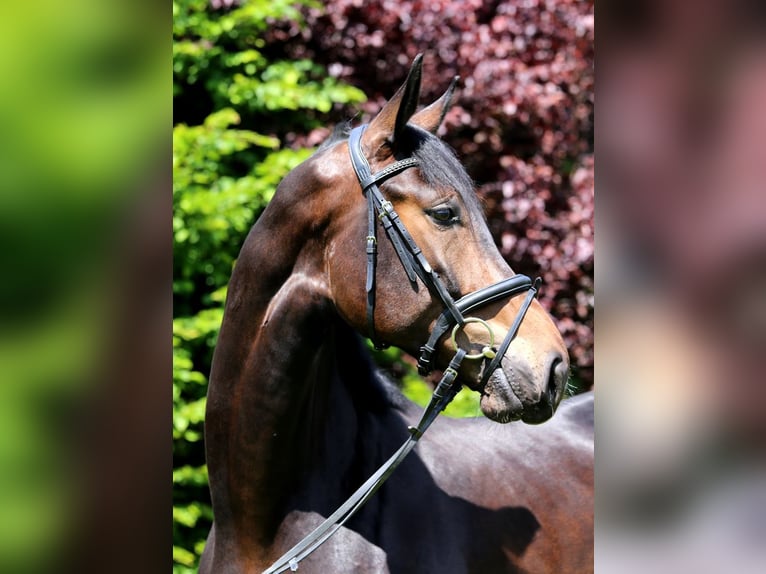 Cheval de sport allemand Hongre 4 Ans 175 cm Bai brun foncé in Schw&#xE4;bisch Hall
