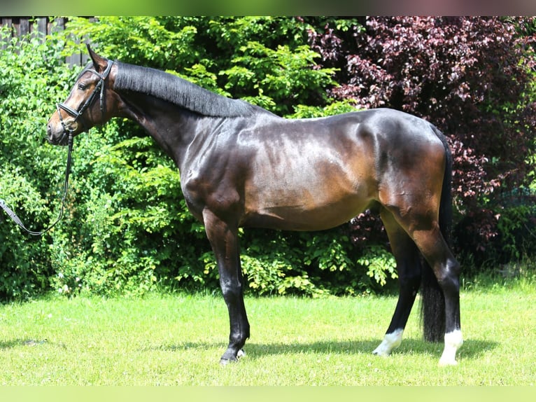 Cheval de sport allemand Hongre 4 Ans 175 cm Bai brun foncé in Schw&#xE4;bisch Hall