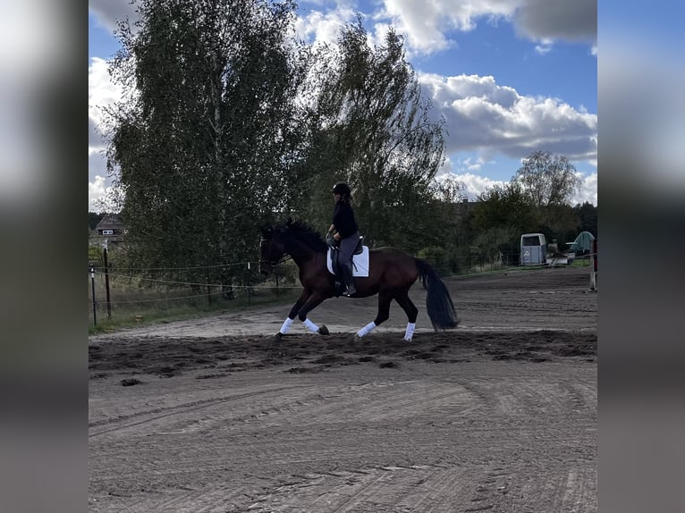 Cheval de sport allemand Hongre 4 Ans 175 cm Bai in Am Mellensee