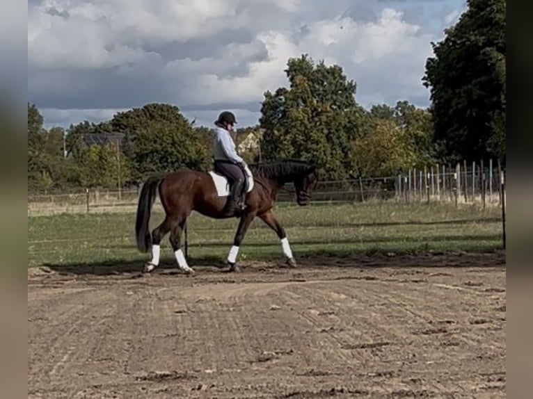 Cheval de sport allemand Hongre 4 Ans 175 cm Bai in Am Mellensee