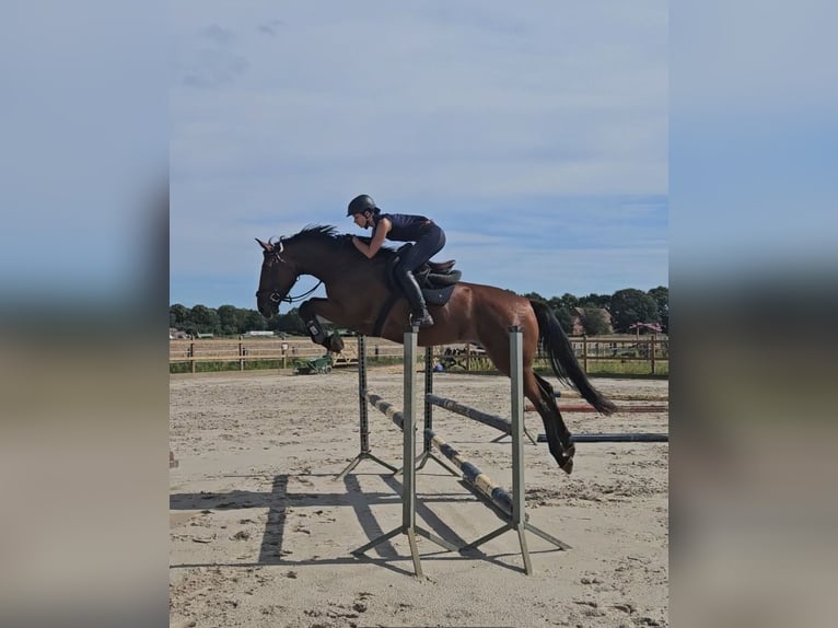 Cheval de sport allemand Hongre 4 Ans 176 cm Bai in Zernitz- Lohm