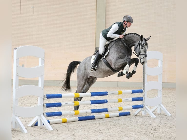 Cheval de sport allemand Hongre 4 Ans 176 cm Gris in Moritzburg