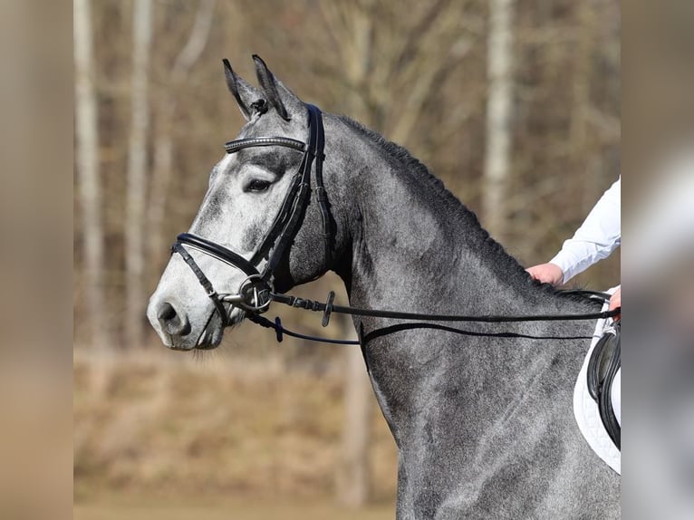 Cheval de sport allemand Hongre 4 Ans 176 cm Gris in Moritzburg