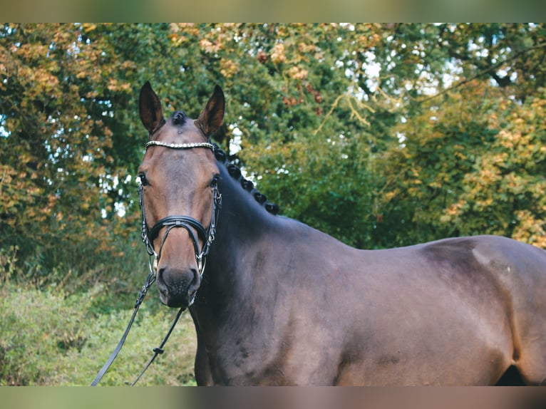 Cheval de sport allemand Hongre 4 Ans 177 cm Bai in Klötze