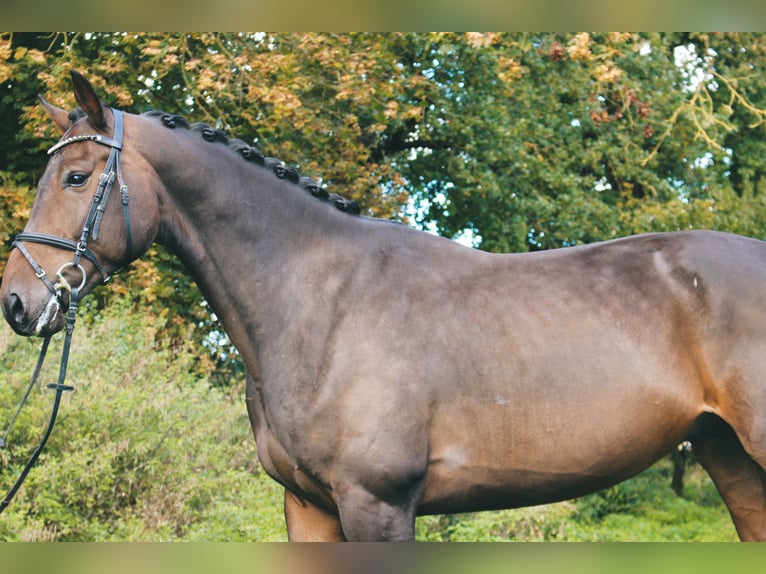 Cheval de sport allemand Hongre 4 Ans 177 cm Bai in Klötze