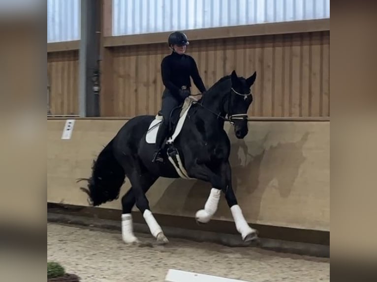 Cheval de sport allemand Hongre 4 Ans 178 cm Bai brun foncé in Jengen