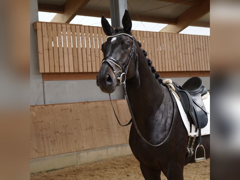 Cheval de sport allemand Hongre 4 Ans 178 cm Bai brun foncé in Jengen