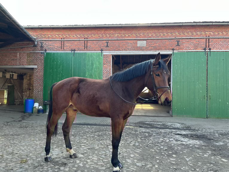 Cheval de sport allemand Hongre 4 Ans 184 cm Bai in Gardelegen