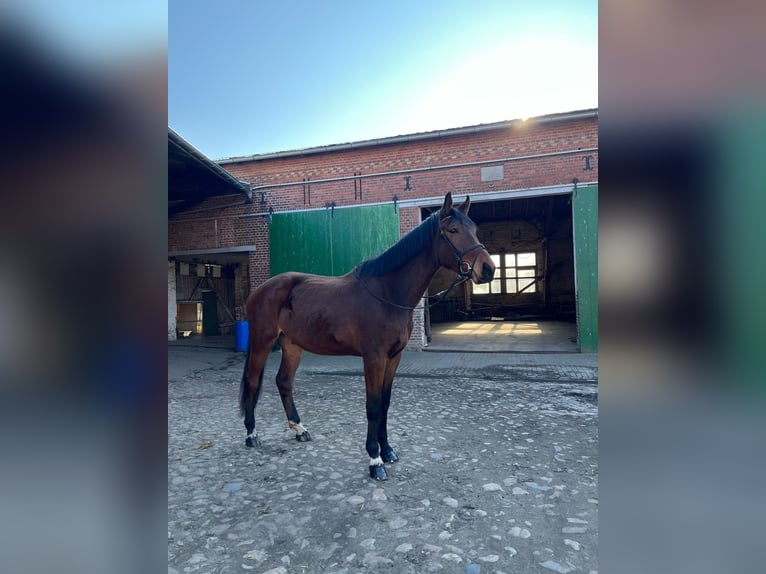 Cheval de sport allemand Hongre 4 Ans 184 cm Bai in Gardelegen